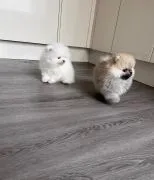 Piękne szczenięta rasy pomeranian, samce i samice, do nowych domów