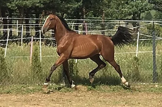 Koń po ULCO KWPN, , 