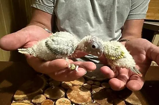 Ręcznie karmione papużki Rudosterki sprzedam, Łódzkie, Zgierz