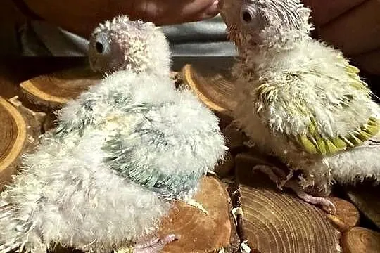 Ręcznie karmione papużki Rudosterki sprzedam, Łódzkie, Zgierz