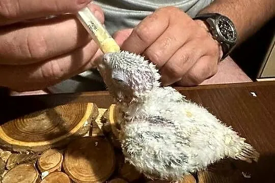 Ręcznie karmione papużki Rudosterki sprzedam, Łódzkie, Zgierz