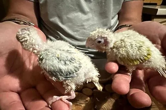 Ręcznie karmione papużki Rudosterki sprzedam, Łódzkie, Zgierz