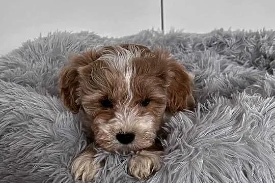Pieski rasy Maltipoo