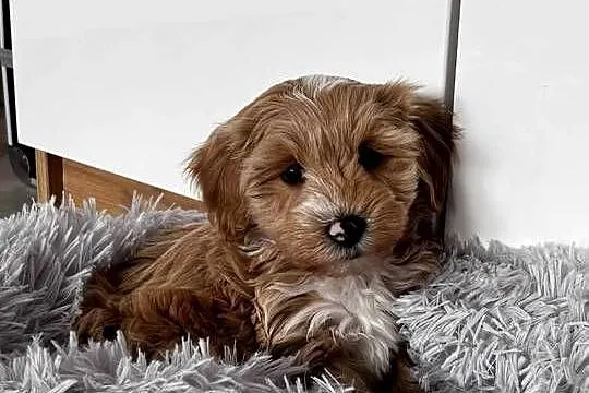 Pieski rasy Maltipoo, Świętokrzyskie, Kielce
