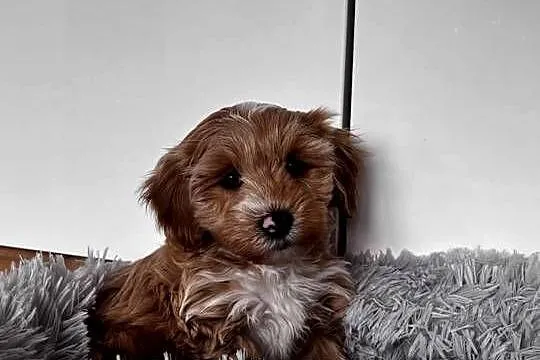 Pieski rasy Maltipoo, Świętokrzyskie, Kielce