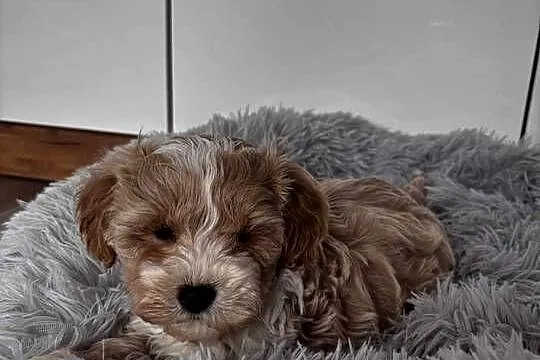 Pieski rasy Maltipoo, Świętokrzyskie, Kielce