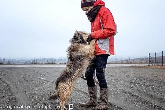 Łebuś piękny, kochany przytulas szuka domu.