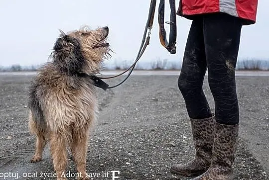 Łebuś piękny, kochany przytulas szuka domu.