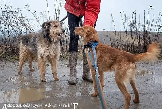 Łebuś piękny, kochany przytulas szuka domu.