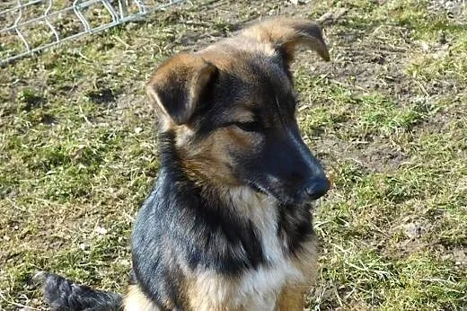 Liza roczna sunia,  mazowieckie Warszawa