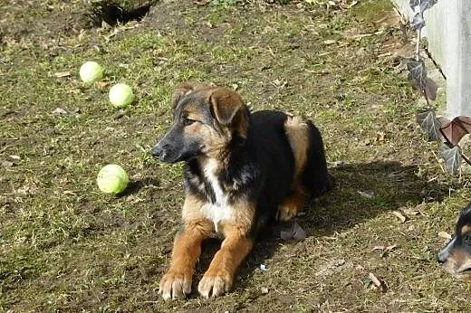 Liza roczna sunia,  mazowieckie Warszawa, Mazowieckie, Warszawa