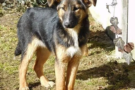 Liza roczna sunia,  mazowieckie Warszawa, Mazowieckie, Warszawa