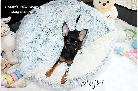 Malutki Piesek MAJKI Pinczer miniaturowy, (Ratlerek / Sarenka) z Rodowodem, Lubuskie, Żary