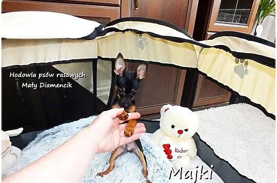 Malutki Piesek MAJKI Pinczer miniaturowy, (Ratlerek / Sarenka) z Rodowodem, Lubuskie, Żary