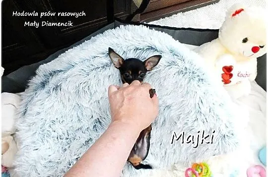 Malutki Piesek MAJKI Pinczer miniaturowy, (Ratlerek / Sarenka) z Rodowodem, Lubuskie, Żary