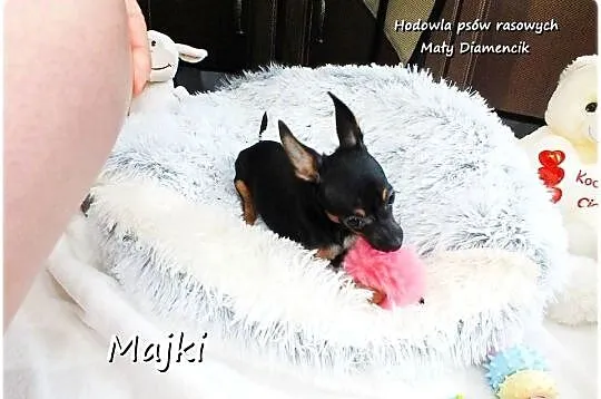 Malutki Piesek MAJKI Pinczer miniaturowy, (Ratlerek / Sarenka) z Rodowodem, Lubuskie, Żary