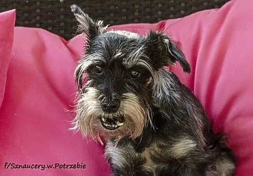 Przesłodka Poziomka, wesoła suczka w typie sznauce