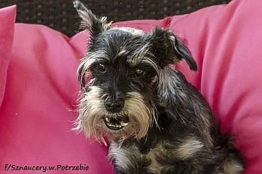 Przesłodka Poziomka, wesoła suczka w typie sznauce