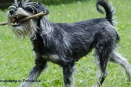 Przesłodka Poziomka, wesoła suczka w typie sznauce