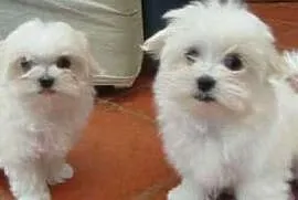 Awesome Teacup Maltese Puppies Available, Świnoujście