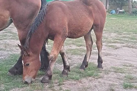 Sprzedam ogierka, Mazowieckie, Gąbin