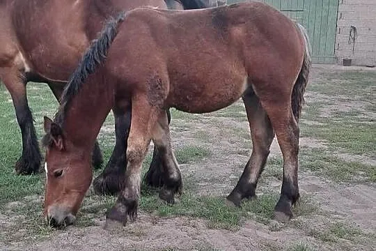 Sprzedam ogierka, Mazowieckie, Gąbin