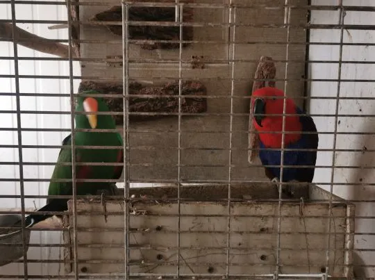 Lora Wielka Lory Wielkie Para Dorosła Legowa Polecam