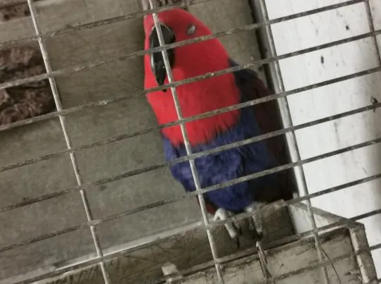 Lora Wielka Lory Wielkie Para Dorosła Legowa Polecam, , Grodzisk Wielkopolski 