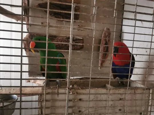 Lora Wielka Lory Wielkie Para Dorosła Legowa Polecam, , Grodzisk Wielkopolski 