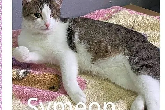 Towarzyski, lubiący koty i ludzi, Symeon czeka na , Chorzów