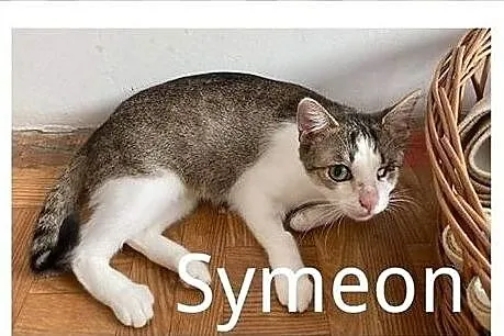 Towarzyski, lubiący koty i ludzi, Symeon czeka na , Chorzów
