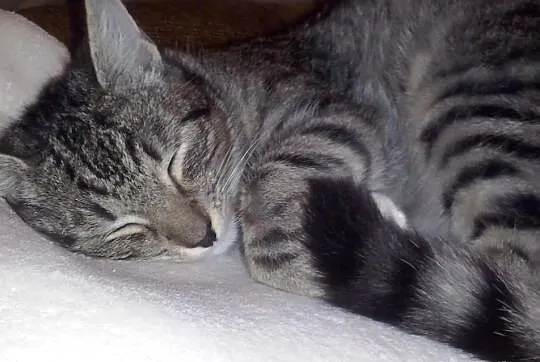 Lusia