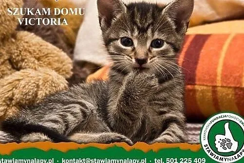 Victoria. Fundacja Stawiamy Na Łapy,  małopolskie 