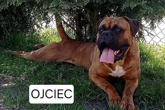 Szczeniak Bokser., Wielkopolskie, Baszyny