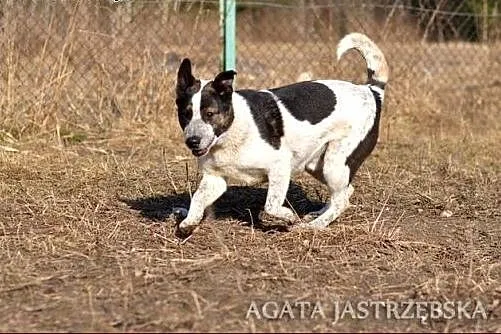 Derek - kawaler o oryginalnej urodzie :),  warmińs