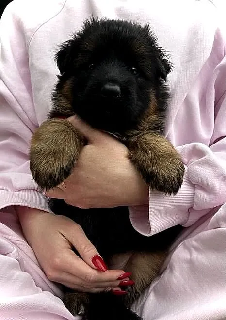 Owczarek Niemiecki Długowłosy ZKwP FCI, Łódzkie, Osjaków