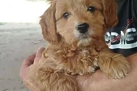 Goldendoodle F1B (hybryda)