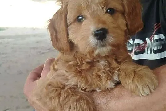 Goldendoodle F1B (hybryda)
