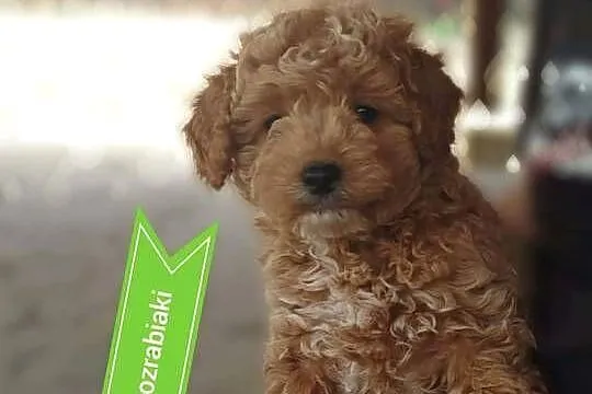 Goldendoodle F1B (hybryda), Podkarpackie, Rzeszów