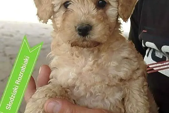 Goldendoodle F1B (hybryda), Podkarpackie, Rzeszów