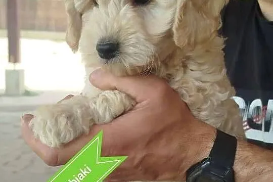 Goldendoodle F1B (hybryda), Podkarpackie, Rzeszów