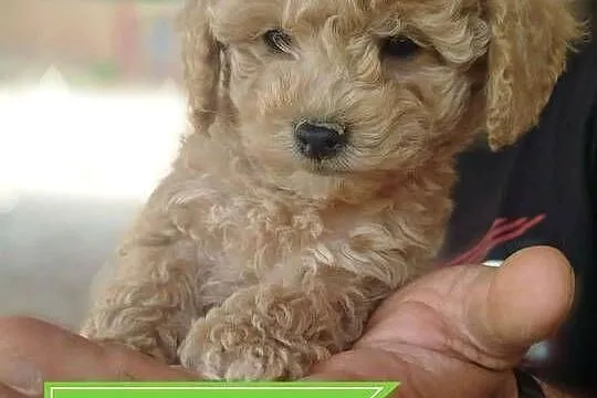 Goldendoodle F1B (hybryda), Podkarpackie, Rzeszów