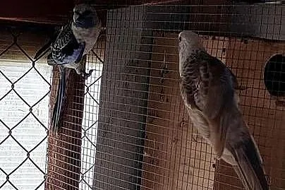 Sprzedam rozelle królewskie, Mazowieckie, Piaseczno