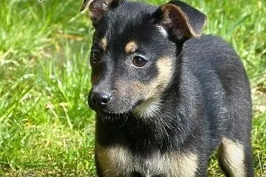 Maja - szczeniak do adopcji,  Kundelki cała Polska