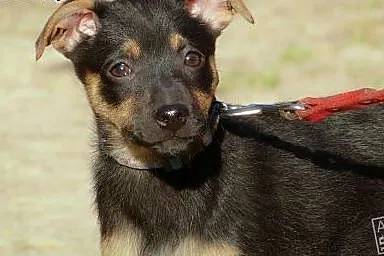 Maja - szczeniak do adopcji,  Kundelki cała Polska