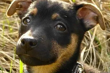 Maja - szczeniak do adopcji,  Kundelki cała Polska