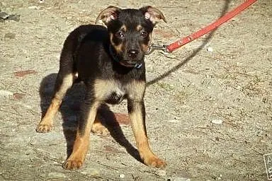 Maja - szczeniak do adopcji,  Kundelki cała Polska
