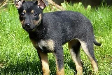 Maja - szczeniak do adopcji,  Kundelki cała Polska