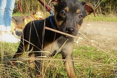 Maja - szczeniak do adopcji,  Kundelki cała Polska