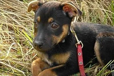Maja - szczeniak do adopcji,  Kundelki cała Polska
